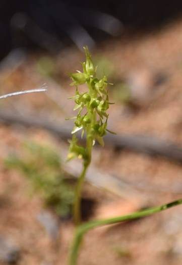 Prasophyllum gracile Little laughing leek orchid Sep 2020 03.JPG